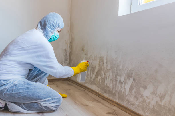 Professional mold removal team in Rockton